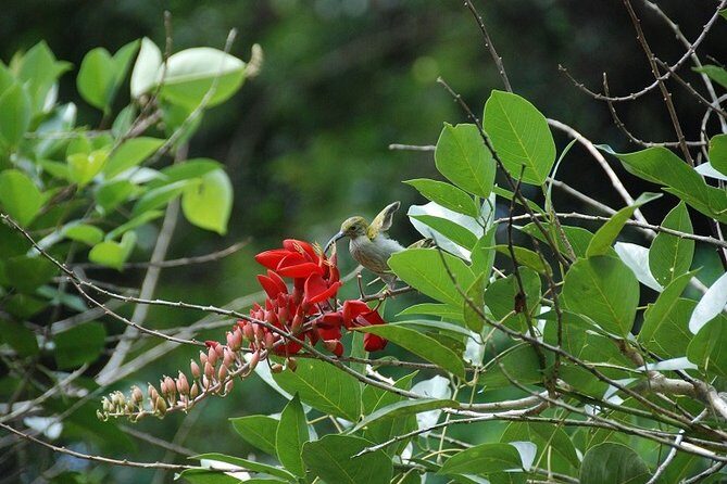 4-Day Jungle Experience in Taman Negara from Kuala Lumpur - Getting to the jungle: the early start, the jetty, and the river crossing