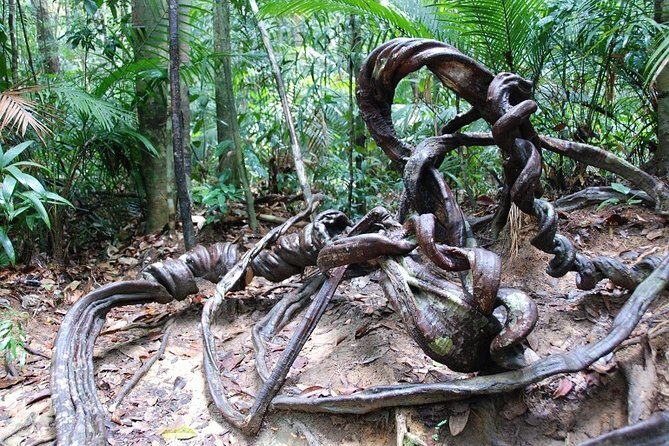 4-Day Jungle Experience in Taman Negara from Kuala Lumpur - Price and value: what $662.83 really buys you