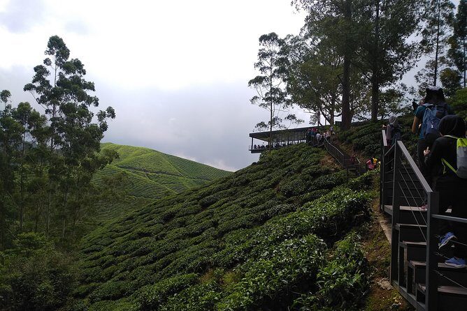 Amazing Cameron Highland Day Tour From Kuala Lumpur - Cameron Highlands Butterfly Garden: don’t skip it, but know what to expect