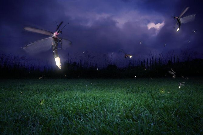 Amazing Fireflies With Blue Tears Watching & Kuala Selangor Tour - Key highlights to look for