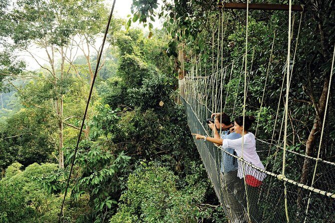 Amazing Taman Negara Day Trip from Kuala Lumpur Including Lunch - The canopy walkway: treetops, suspension bridges, and wildlife noise