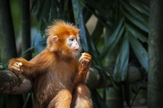 Batu Caves & Firefly Cruise from Kuala Lumpur with Seafood Dinner - Who This Tour Fits Best