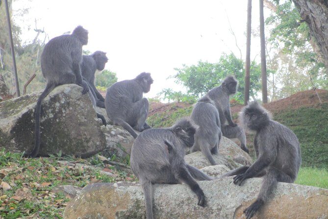 Batu Caves,Hot Spring, Monkey & Fireflies Tour with Dinner - Price and value: $159 for four stops plus dinner