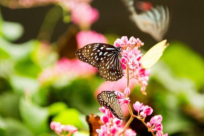 Bird Park & Butterfly Farm Nature Tour From Kuala Lumpur - Taman Orkid & Bunga Raya: 800+ orchid varieties in Lake Gardens