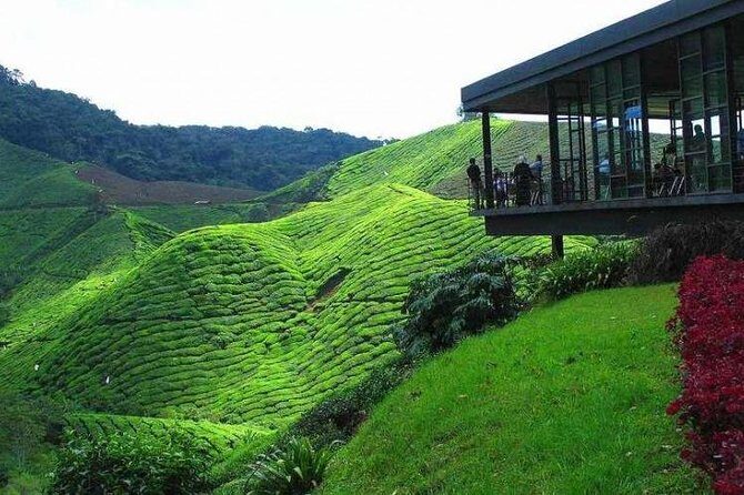 Cameron Highland Day Tour from Kuala Lumpur - Key highlights to look forward to
