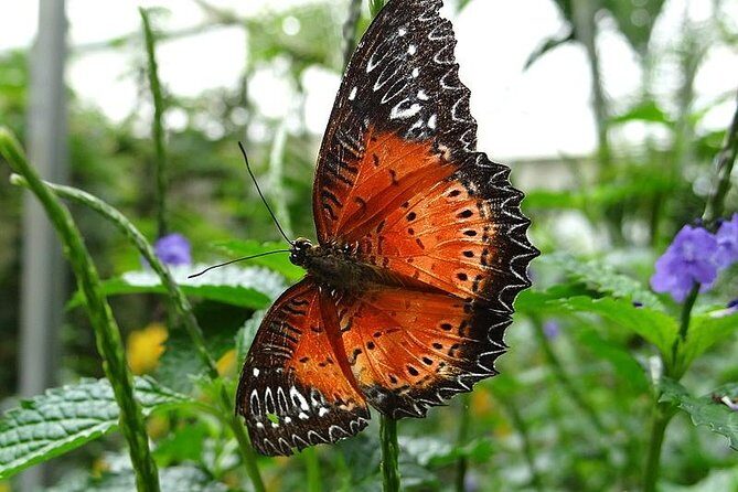 Cameron Highland Day Tour from Kuala Lumpur - Indigenous village blowpipes and handmade crafts you can actually learn from