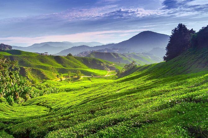 Cameron Highland Day Tour From Kuala Lumpur With Lunch Local food - The Drive Out of Kuala Lumpur: Palm Oil Views and Real Time on the Road