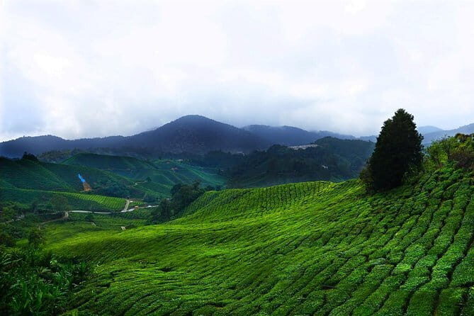 Cameron Highland Day-Trip from Kuala Lumpur - Key Points You’ll Care About