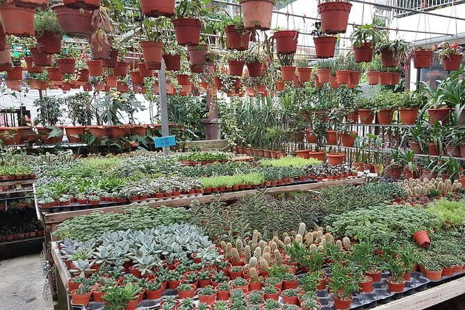 Cameron Highland Day-Trip from Kuala Lumpur - Price and Value: What You’re Really Paying For at $93