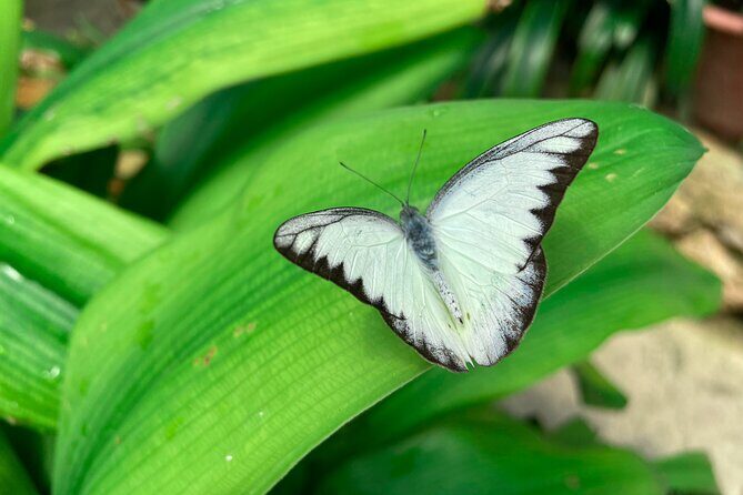 Cameron Highland Full Day Tour from KL City (Private) - A Full Day in Cameron Highlands: Why This Private Tour Works