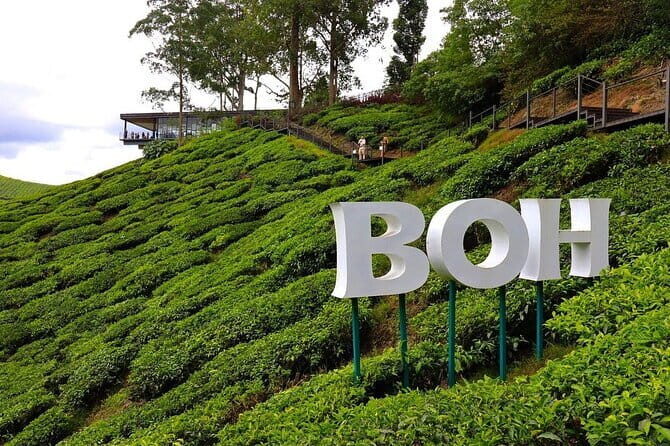 Cameron Highland Full Day Tour from KL City Private Tour - First, Know What This Day Trip Really Feels Like