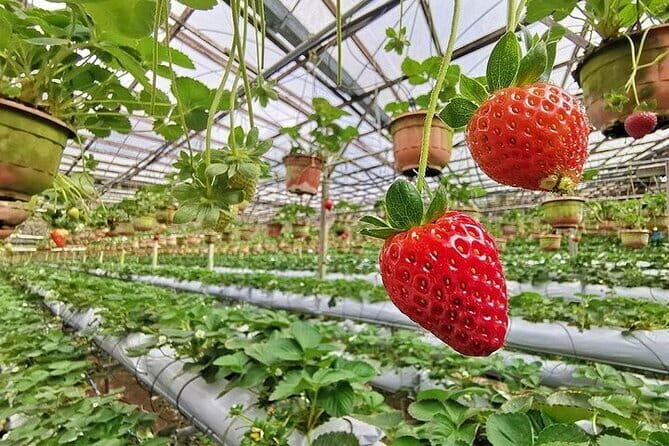 Cameron Highland Full Day Tour from KL City Private Tour - BOH Tea Plantation: Where Tea Stops Being a Beverage and Starts Being a Process