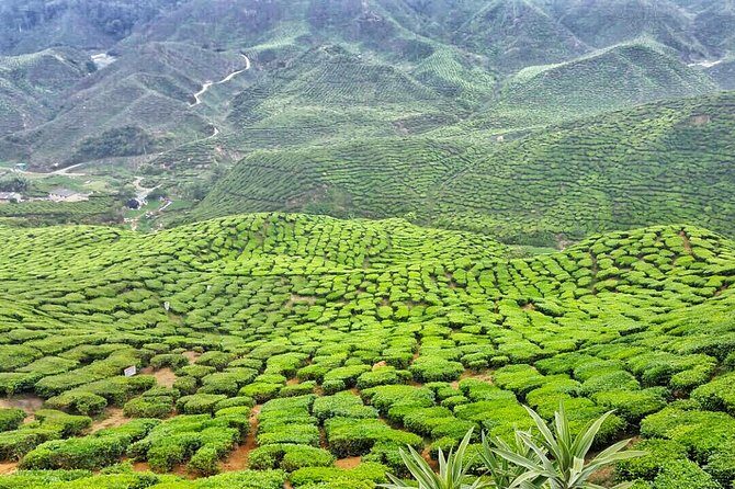 Cameron Highland Full Day Tour from KL City (Private) - Getting From Kuala Lumpur to the Highlands: The Real Test Is the Road