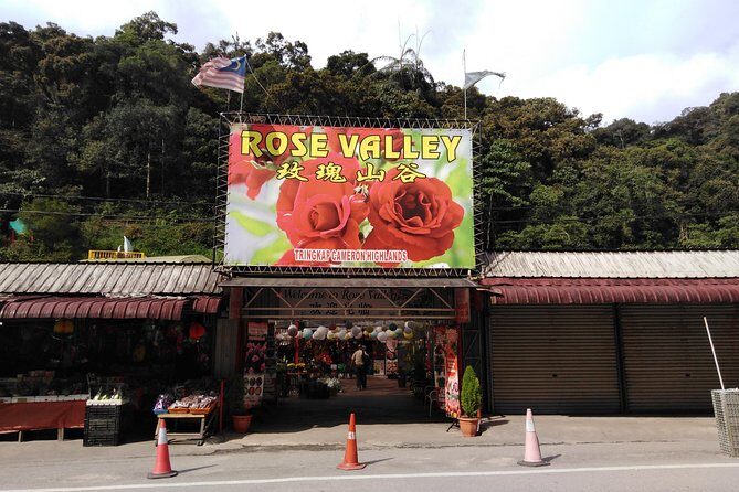 Cameron Highland Private Day Tour - Getting to Cameron Highlands from Kuala Lumpur (and why timing matters)