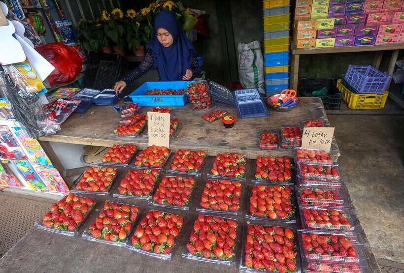 Cameron Highlands 1 Day Tour from Kuala Lumpur - Key highlights worth planning around