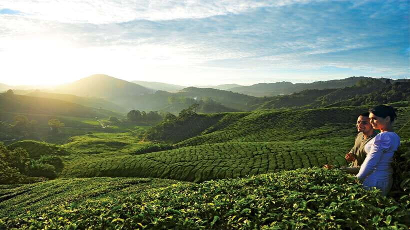 Cameron Highlands 1 Day Tour from Kuala Lumpur - Price and logistics: does $173 buy real value?