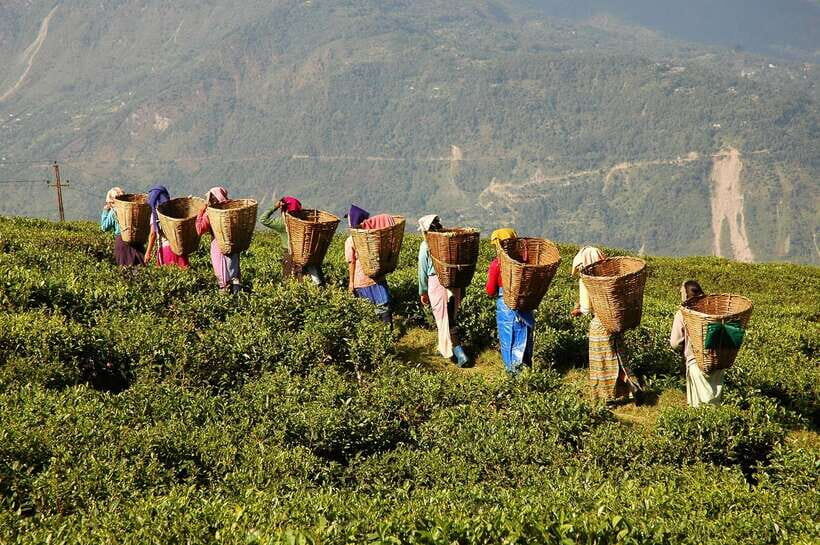 Cameron Highlands 1 Day Tour from Kuala Lumpur - Leaving Kuala Lumpur at 7 am: why early matters here