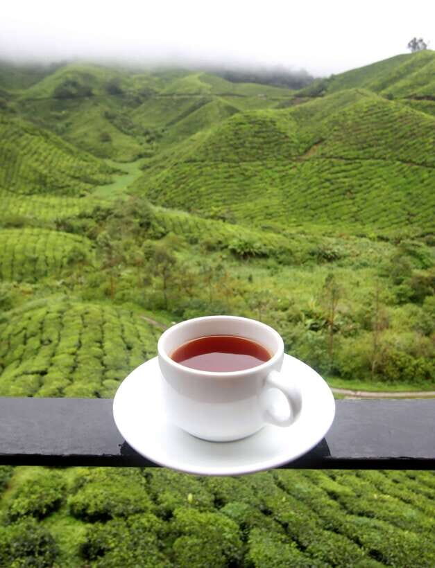 Cameron Highlands 1 Day Tour from Kuala Lumpur - Bharat tea plantation and tea factory visits: the best value stop