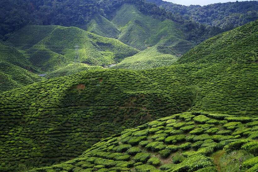Cameron Highlands 1 Day Tour from Kuala Lumpur - Strawberry farm time: fresh snack, limited time