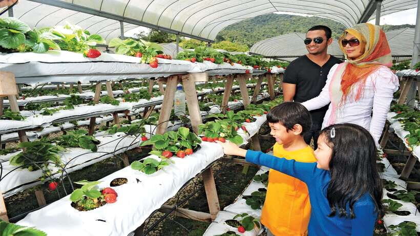 Cameron Highlands 1 Day Tour from Kuala Lumpur - Sam Poh Temple: cultural break in the middle of scenes