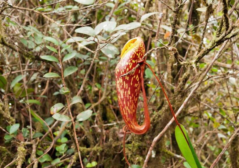 Cameron Highlands 1 Day Tour from Kuala Lumpur - Cameron Highlands in context: hill station history and the cool-weather feel
