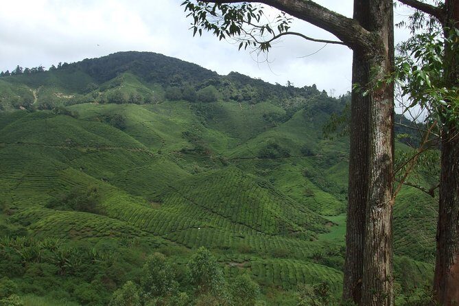 Cameron Highlands Amazing Day Trip Tour with Local Lunch - Stop 2: Cameron Bharat Tea Estate (Views + Tea Culture)