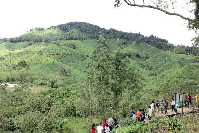 Cameron Highlands, Garden of Nature Full Day Private Guided Tour - Steam-boat lunch: where the day turns from sightseeing to eating