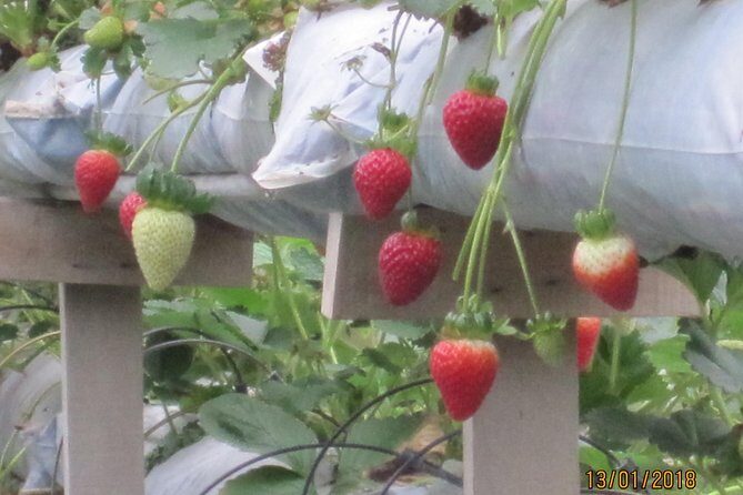 Cameron Highlands, Garden of Nature Full Day Private Guided Tour - What to pack and how to handle a 14-hour schedule