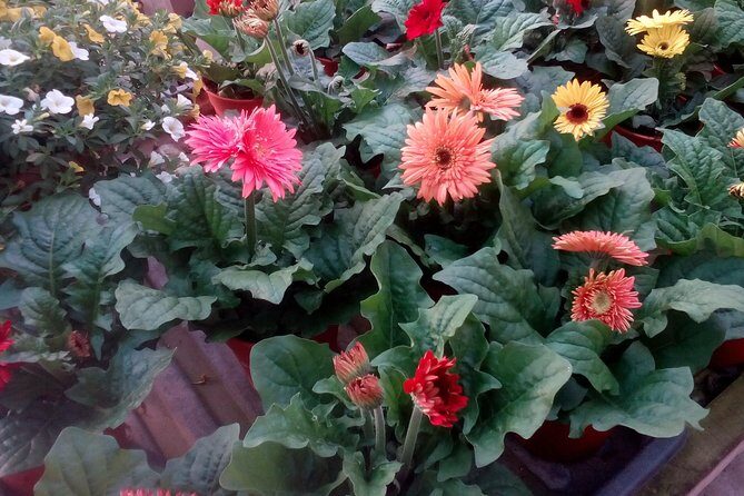Cameron Highlands, Garden of Nature Full Day Private Guided Tour - Who should book this Cameron Highlands private guided tour?