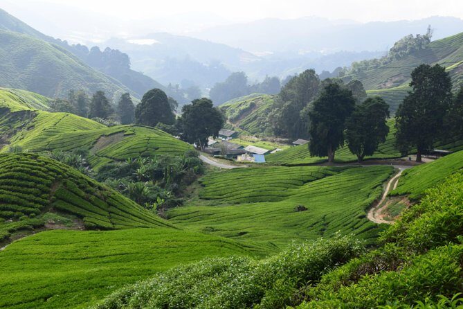 Cameron Highlands, Garden of Nature Full Day Private Guided Tour - The long drive from Kuala Lumpur (and why it’s still worth it)