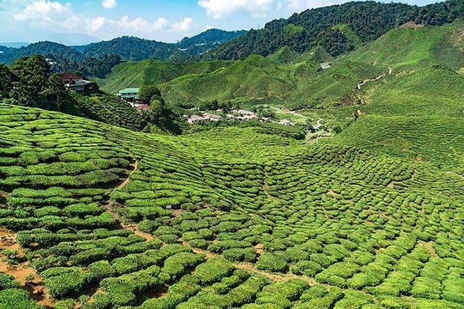 Cameron Highlands One Day Trip from Kuala Lumpur Privately Organised - Key highlights worth your attention