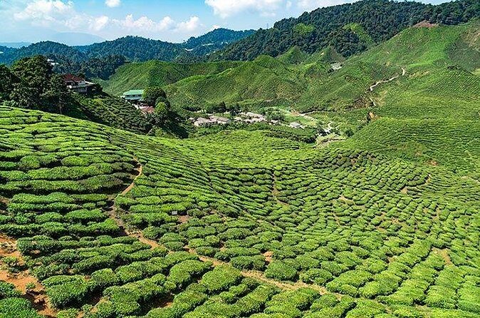 Cameron Highlands One Day Trip from Kuala Lumpur Privately Organised - Stop 1: Lata Iskandar for waterfalls and organic fruit time