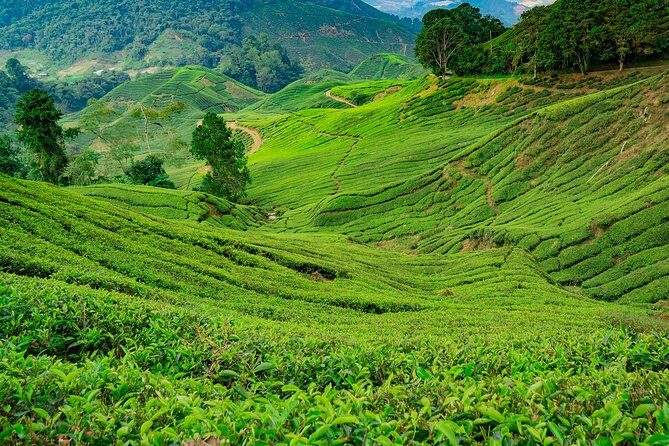 Cameron Highlands One Day Trip from Kuala Lumpur Privately Organised - Price and what $135 per person actually covers