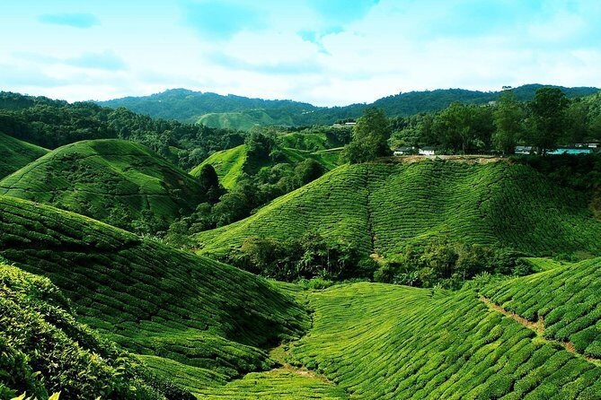 Cameron Highlands Tour from Kuala Lumpur - Set local lunch: what’s included and what you should expect