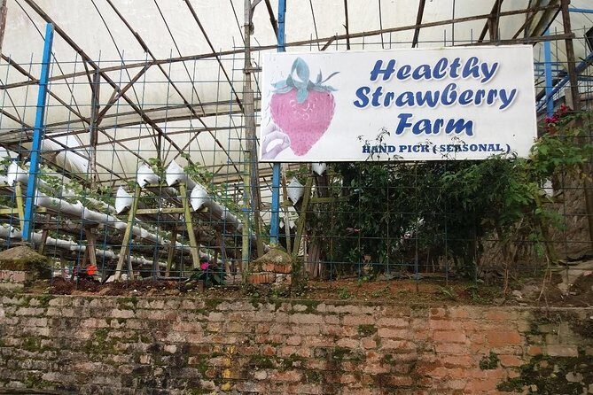 Cameron Highlands Tour From Kuala Lumpur (Private Tour) - BOH Tea Centre (Sungei Palas Garden) and the Tea Estate Experience