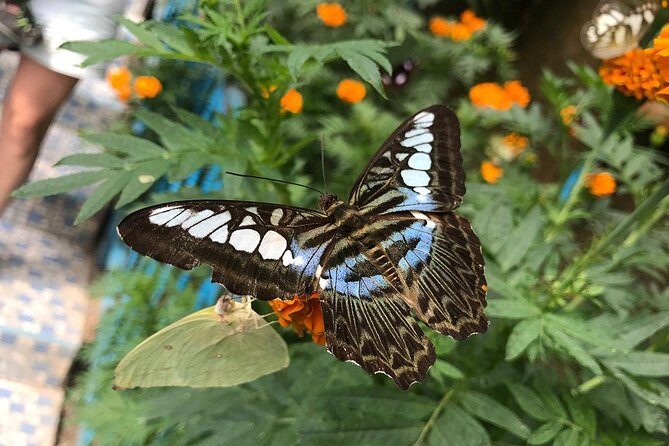 Cameron Highlands Tour on Private Basis - Butterfly Park, Insects, and the Cactus Garden: Quirky Nature Breaks That Work