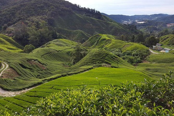Cameron Highlands with Lunch Guided Day Tour (SIC/Shared Tour) - Key Things to Know Before You Go