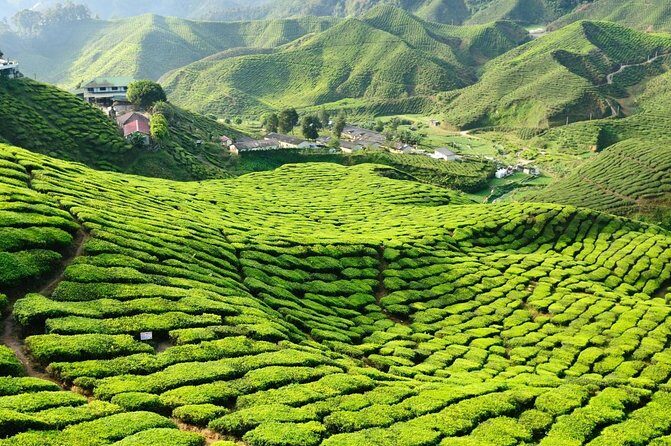 Cameron Highlands with Lunch Guided Day Tour (SIC/Shared Tour) - Pickup, Shared Van, and the Ride Time Reality