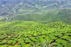 Cameron Highlands with Lunch Guided Day Tour (SIC/Shared Tour) - Strawberry Farm: 30 Minutes for the Essentials