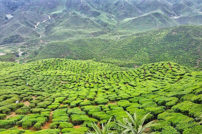 Cameron Highlands with Lunch Guided Day Tour (SIC/Shared Tour) - Strawberry Farm: 30 Minutes for the Essentials