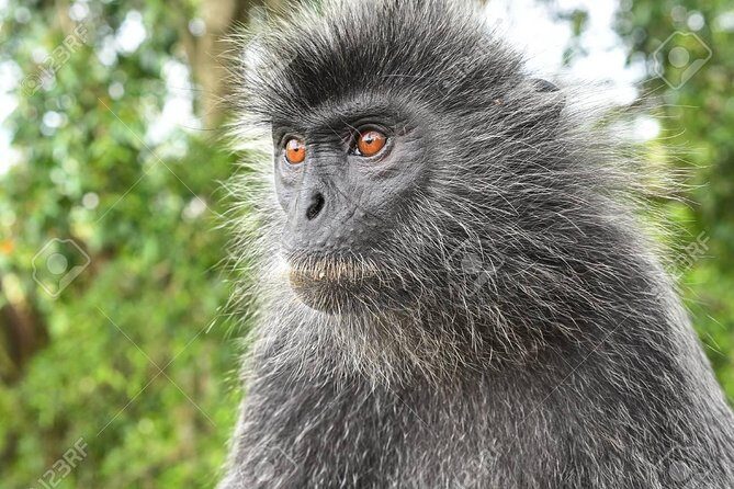 City Tour with Batu Cave and Fireflies Tour - What to bring and how to pace yourself