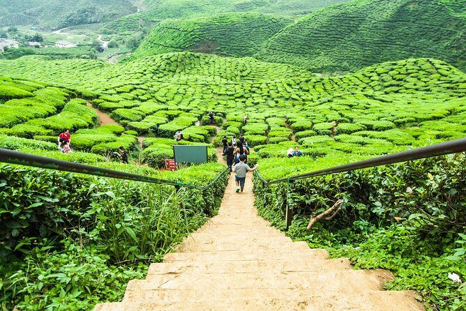 Day Trip to Cameron Highlands: Nature Escape from Kuala Lumpur - Tea estates: BOH plus the Tanah Rata hillside feel