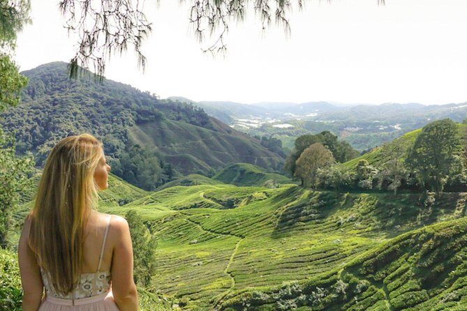 Day Trip to Cameron Highlands: Nature Escape from Kuala Lumpur - Farms that turn a day trip into a story