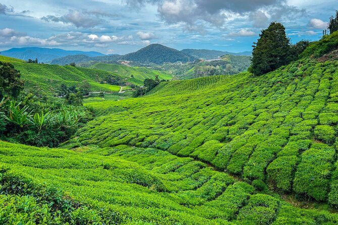 Elevate Your Senses: A Day of Wonders in Cameron Highlands! - Key highlights you’ll feel right away