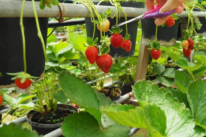 Elevate Your Senses: A Day of Wonders in Cameron Highlands! - Stop 3: Orchid and Rose Garden (30 minutes) for flowers and calm photos