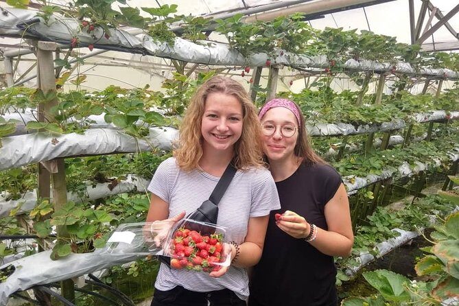 Explore Cameron Highlands: Full-Day Tour with Scenic Batu Caves - Bee farms, strawberry fields, and Rose Valley in Brinchang and nearby areas