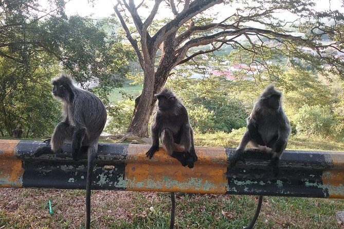 Fireflies and Kuala Selangor Tour Including Dinner - Bukit Melawati: the colonial fort with silver leaf monkeys
