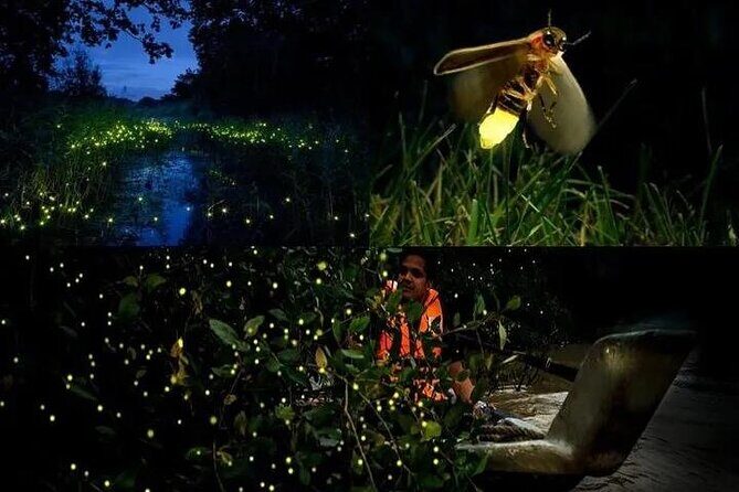 Fireflies & Silver leaf monkey Gazing tour - Key things to know before you go