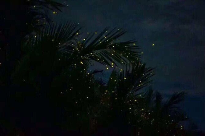 Fireflies & Silver leaf monkey Gazing tour - A 4 pm start in Kuala Lumpur that turns into night wildlife