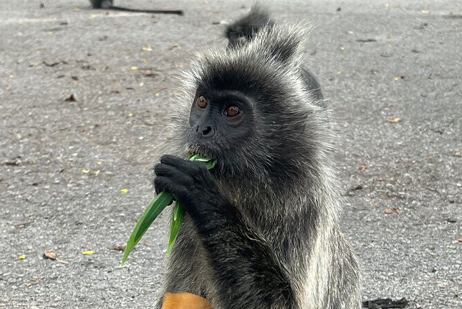 Fireflies & Silver leaf monkey Gazing tour - Bukit Melawati and the silver leaf monkey stop